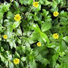 Mulethi (Licorice) for Hair: Reduce Hair Fall & Promote Growth Naturally