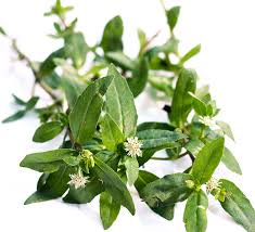 Mulethi (Licorice) for Hair: Reduce Hair Fall & Promote Growth Naturally