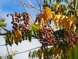 Premium Reetha (Soapnut) Whole & Powder – 100% Natural Herbal Hair Cleanser