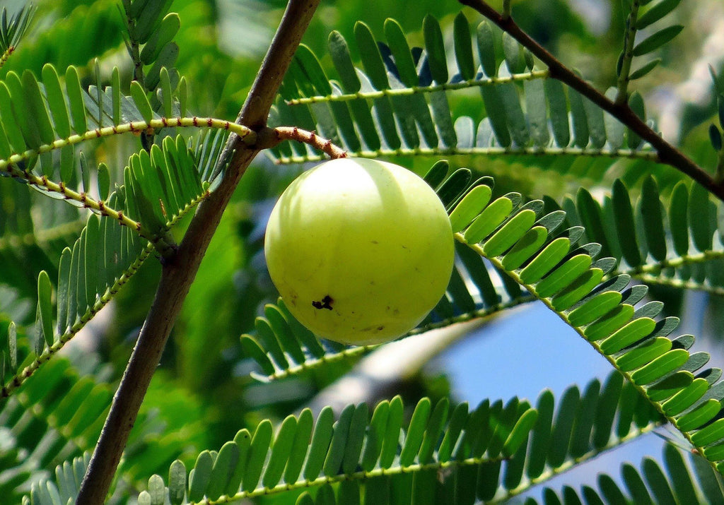 Amla for Hair: Strengthen Roots, Reduce Hair Fall & Promote Growth